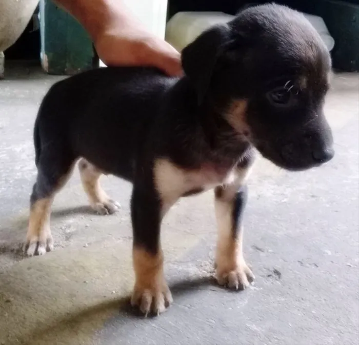 Cachorro ra a Vira lata idade Abaixo de 2 meses nome Não Tem