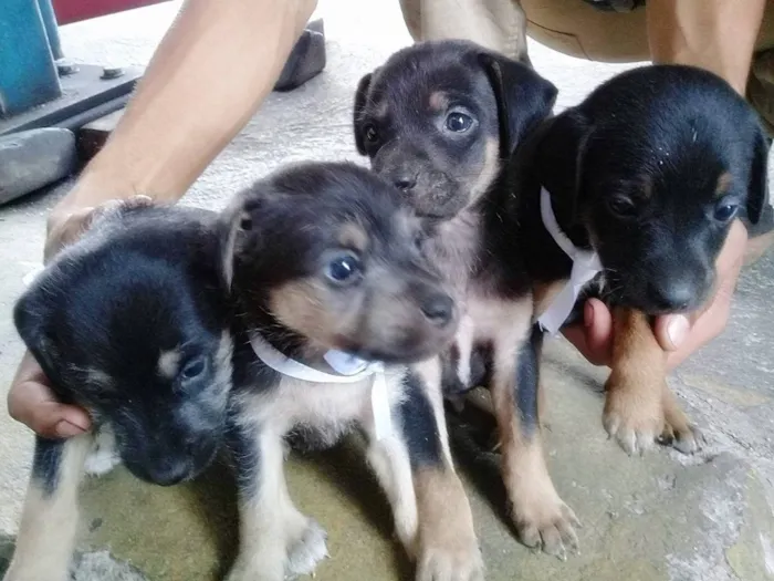 Cachorro ra a Vira lata idade Abaixo de 2 meses nome Não Tem
