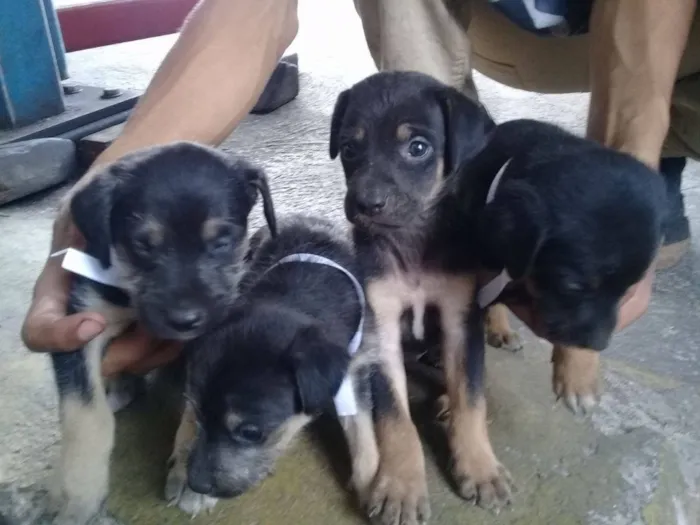 Cachorro ra a Vira lata idade Abaixo de 2 meses nome Não Tem