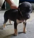 Não Tem