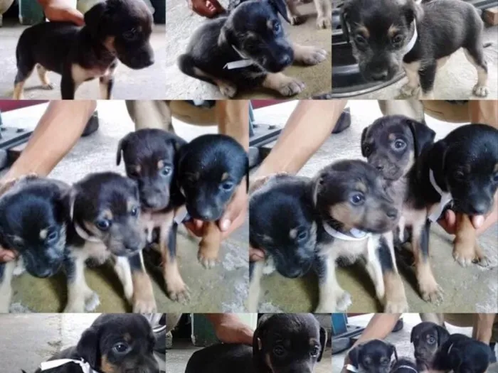 Cachorro ra a Vira lata idade Abaixo de 2 meses nome Não Tem