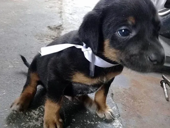 Cachorro ra a Vira lata idade Abaixo de 2 meses nome Não Tem