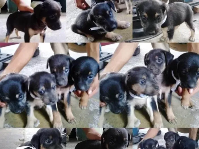 Cachorro ra a Vira lata idade Abaixo de 2 meses nome Não Tem