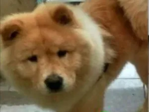 Cachorro raça Chow chow idade 1 ano nome Jay
