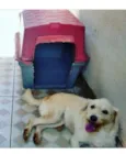 Branquinha