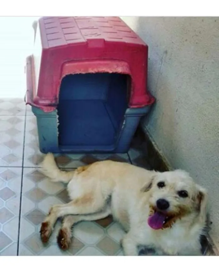 Cachorro ra a Srd idade 3 anos nome Branquinha