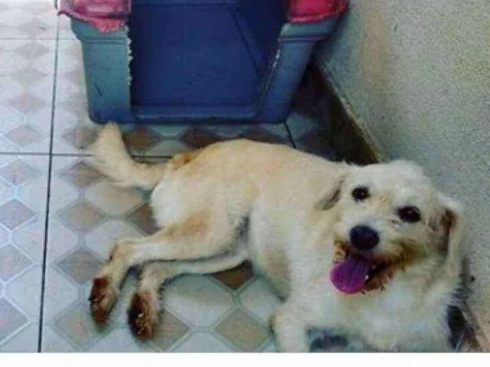 Cachorro ra a Srd idade 3 anos nome Branquinha