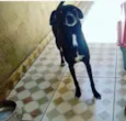 Preta
