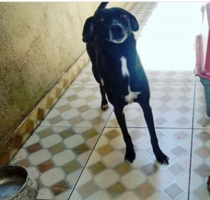 Cachorro ra a Srd idade 3 anos nome Preta