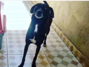 Cachorro raça Srd idade 3 anos nome Preta