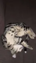 Tom