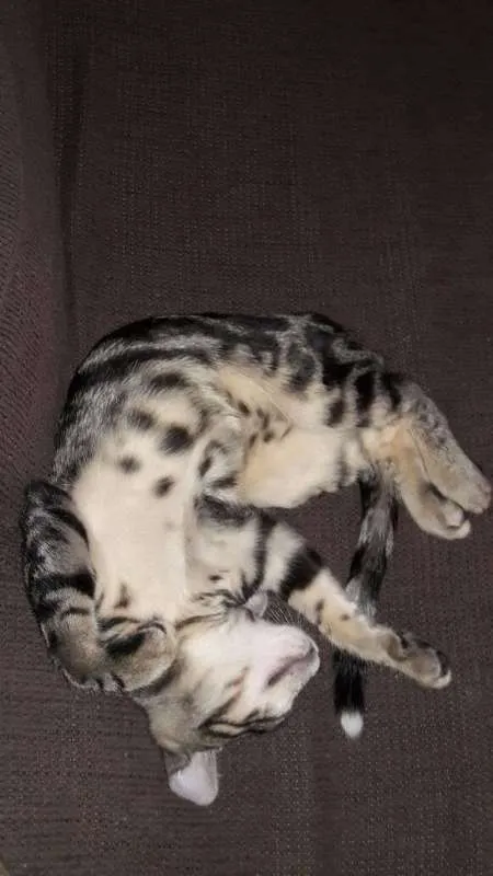 Gato ra a  idade 2 a 6 meses nome Tom