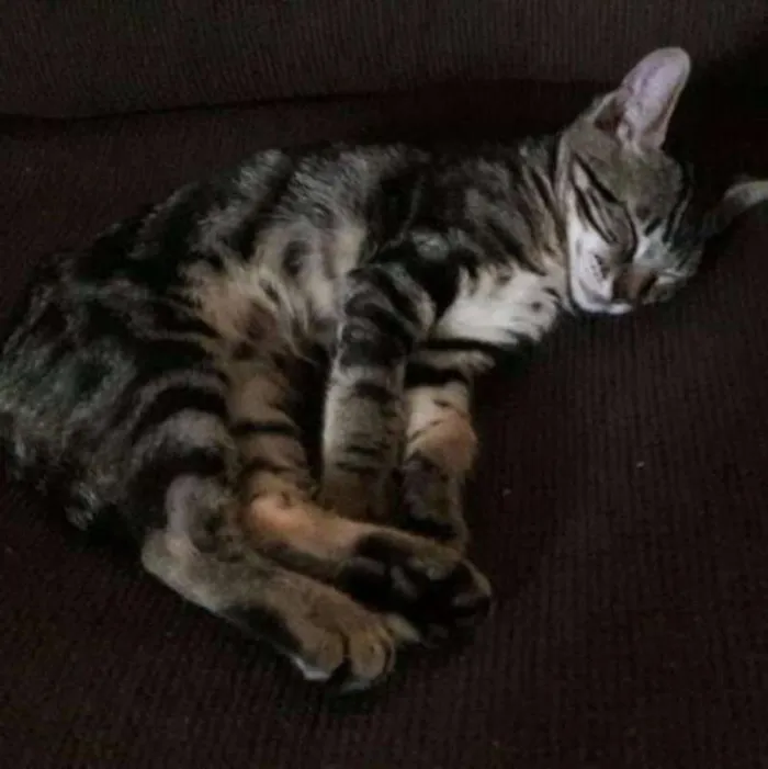 Gato ra a  idade 2 a 6 meses nome Tom