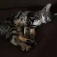 Tom