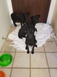 Pretinhos