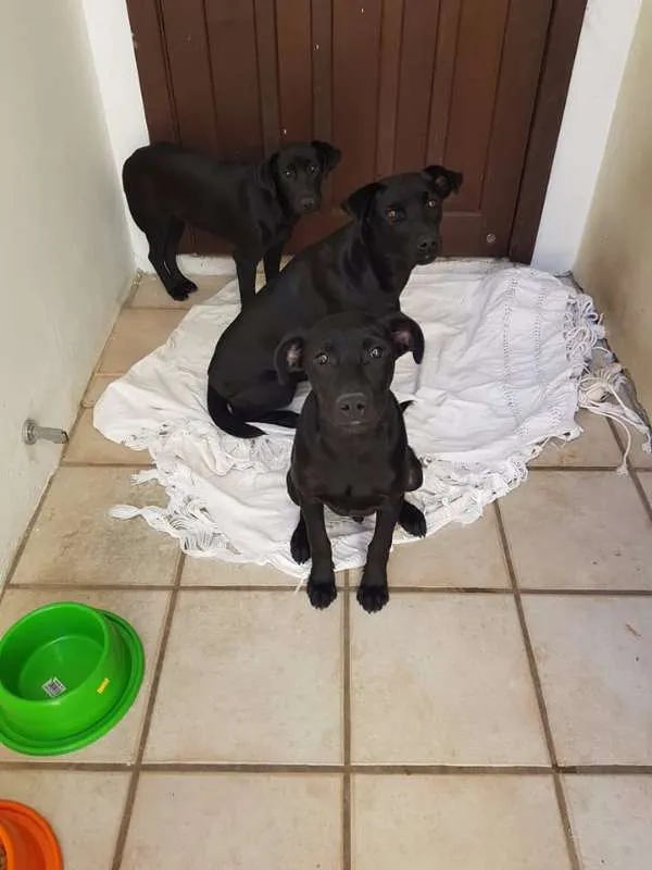 Cachorro ra a Vira lata idade 7 a 11 meses nome Pretinhos