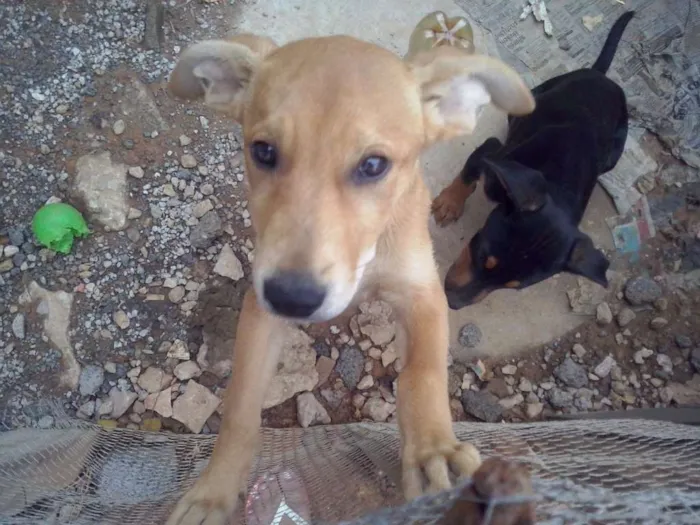 Cachorro ra a Vira latas idade 2 a 6 meses nome Sem nomes