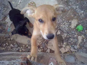 Cachorro raça Vira latas idade 2 a 6 meses nome Sem nomes