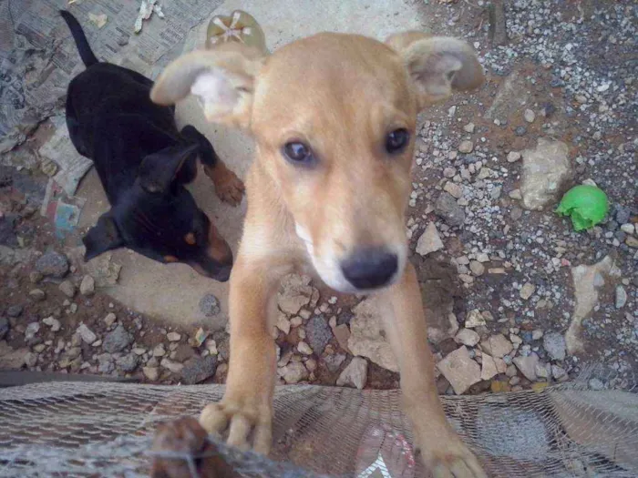 Cachorro ra a Vira latas idade 2 a 6 meses nome Sem nomes