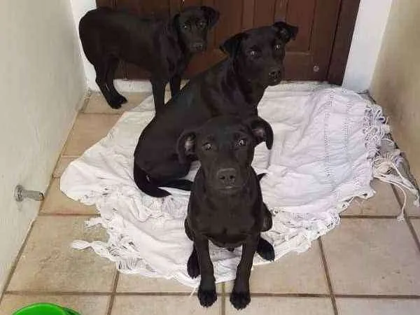 Cachorro ra a Vira lata idade 7 a 11 meses nome Pretinhos