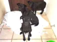 Pretinhos