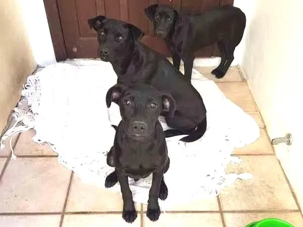 Cachorro ra a Vira lata idade 7 a 11 meses nome Pretinhos