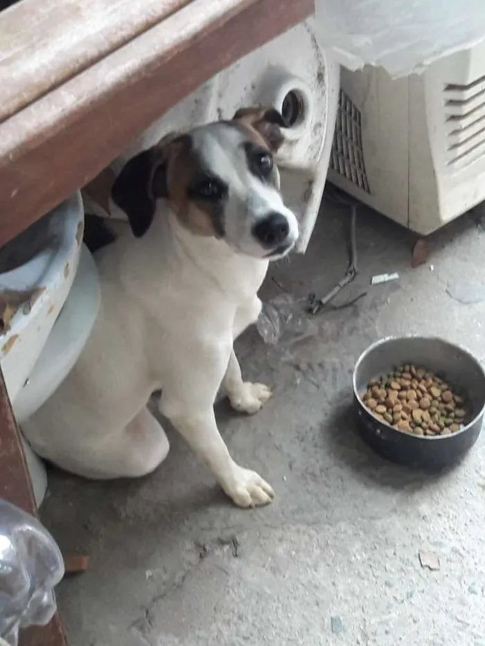 Cachorro ra a Vira latas idade 7 a 11 meses nome Branquinha