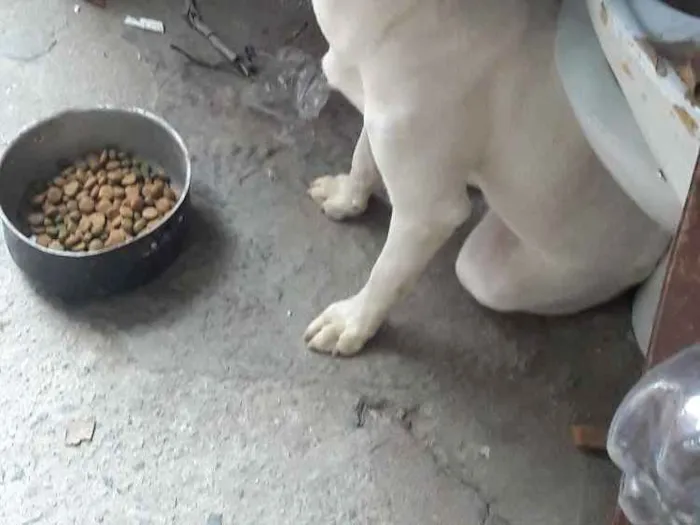 Cachorro ra a Vira latas idade 7 a 11 meses nome Branquinha