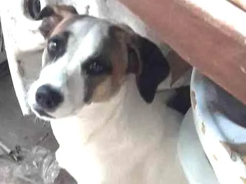 Cachorro ra a Vira latas idade 7 a 11 meses nome Branquinha