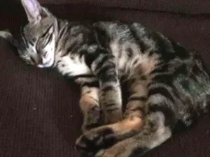 Gato raça  idade 2 a 6 meses nome Tom