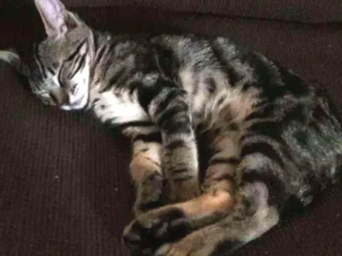 Gato ra a  idade 2 a 6 meses nome Tom