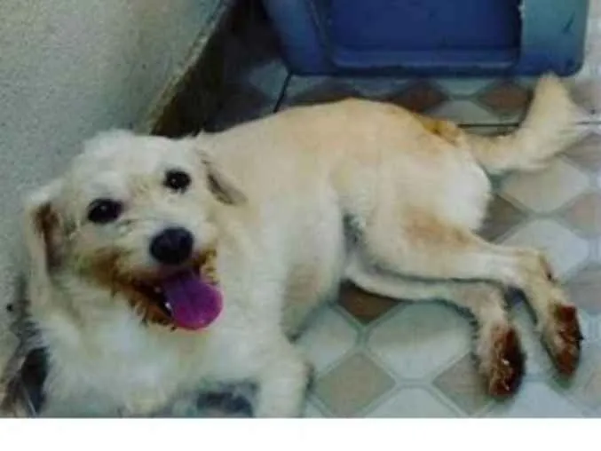 Cachorro ra a Srd idade 3 anos nome Branquinha