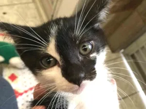 Gato raça  idade Abaixo de 2 meses nome Nao tem nome 