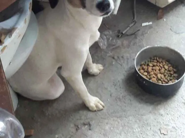 Cachorro ra a Vira latas idade 7 a 11 meses nome Branquinha