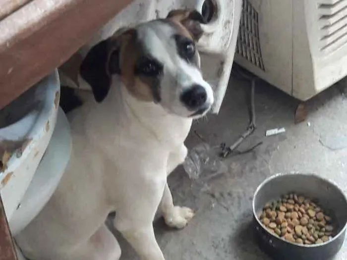 Cachorro ra a Vira latas idade 7 a 11 meses nome Branquinha