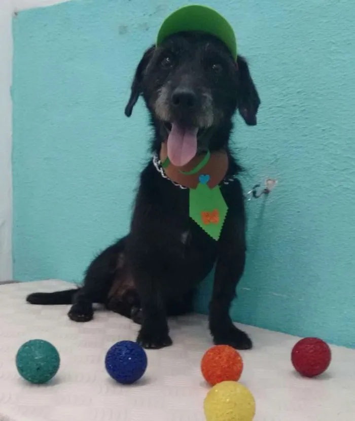 Cachorro ra a Mix de Poodle idade 1 ano nome Zezinho