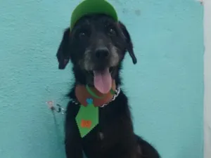 Cachorro raça Mix de Poodle idade 1 ano nome Zezinho