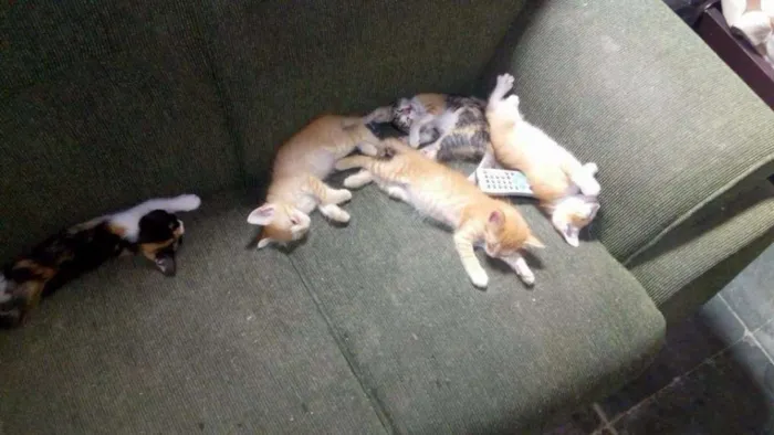 Gato raça SEM DEFINICÃO idade 2 a 6 meses nome NINA