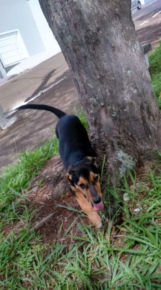 Cachorro ra a Vira lata idade 1 ano nome Barão