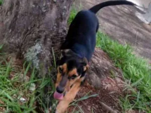 Cachorro raça Vira lata idade 1 ano nome Barão