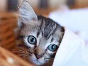 Gato raça SEM DEFINICÃO idade 2 a 6 meses nome NINA