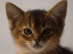 Gato raça sem definição idade 2 a 6 meses nome BENTO