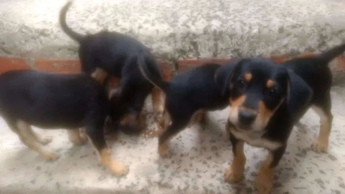 Cachorro ra a SRD idade 2 a 6 meses nome não tem 