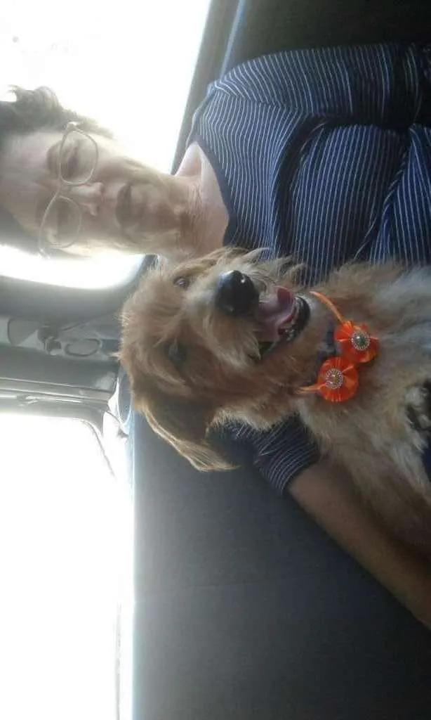 Cachorro ra a SRD idade 1 ano nome LUNA