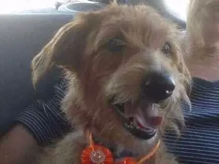 Cachorro ra a SRD idade 1 ano nome LUNA