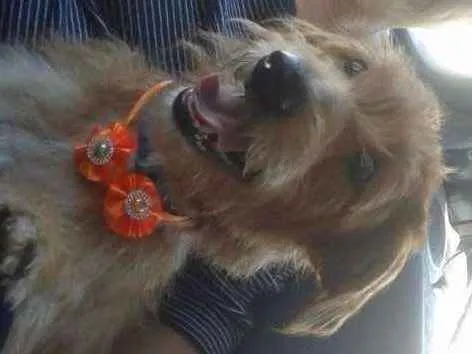 Cachorro ra a SRD idade 1 ano nome LUNA
