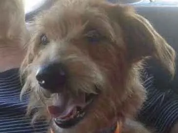 Cachorro ra a SRD idade 1 ano nome LUNA