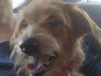 Cachorro ra a SRD idade 1 ano nome LUNA