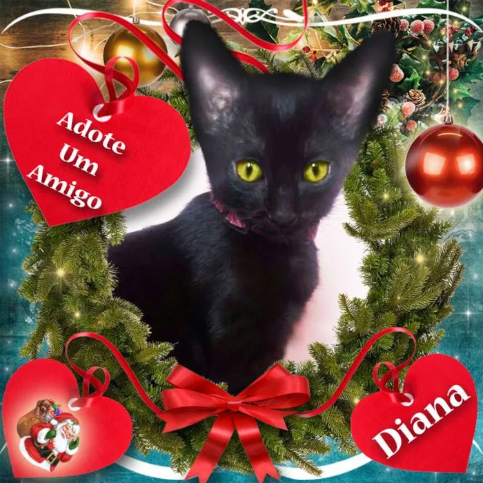 Gato ra a SRD idade 2 a 6 meses nome 3 Gatinhas