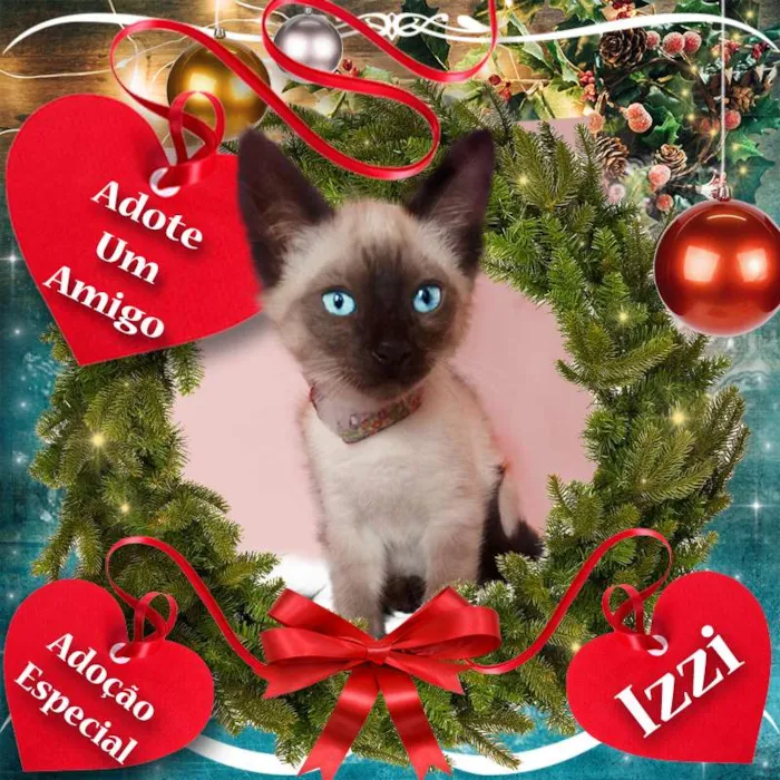 Gato ra a SRD idade 2 a 6 meses nome 3 Gatinhas